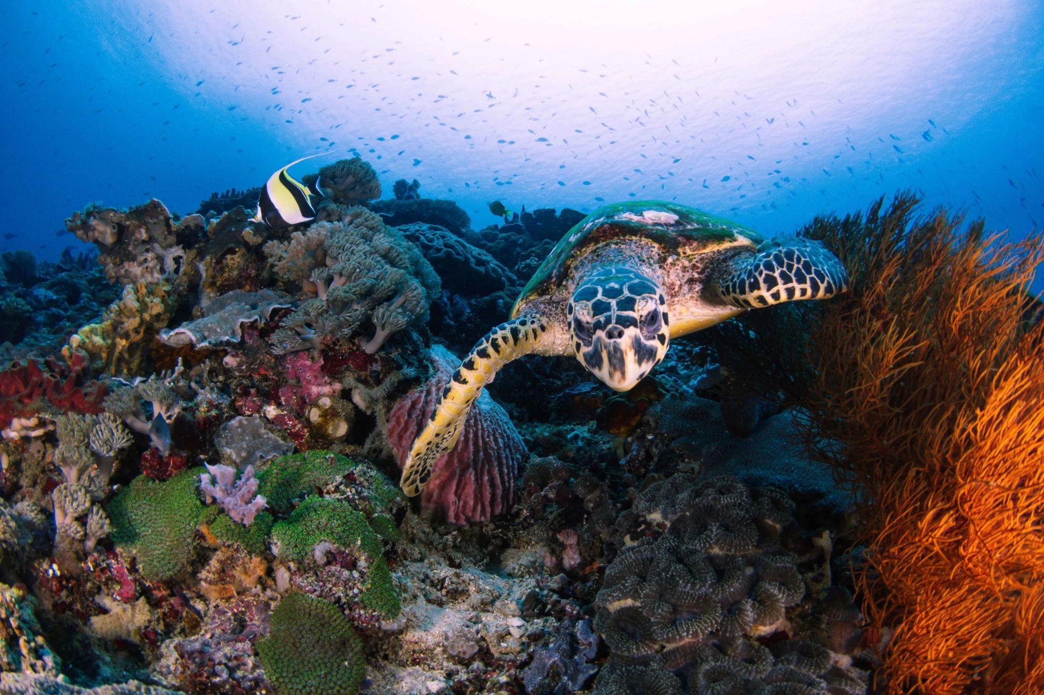 Nusa Penida snorkelling and land tour